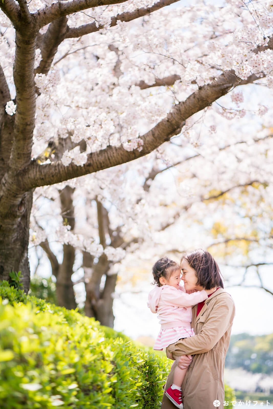 駕与丁公園・桜と家族写真